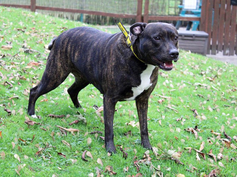 Staffordshire Bull Terrier for adoption in Liverpool, Merseyside – 4 years old - Image 4 of 4