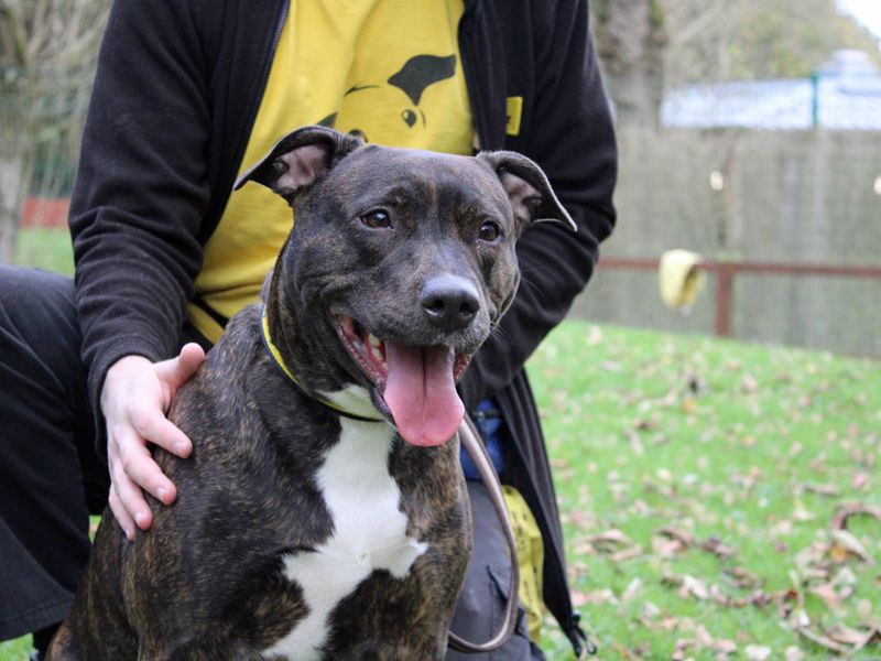 Staffordshire Bull Terrier for adoption in Liverpool, Merseyside – 4 years old - Image 3 of 4