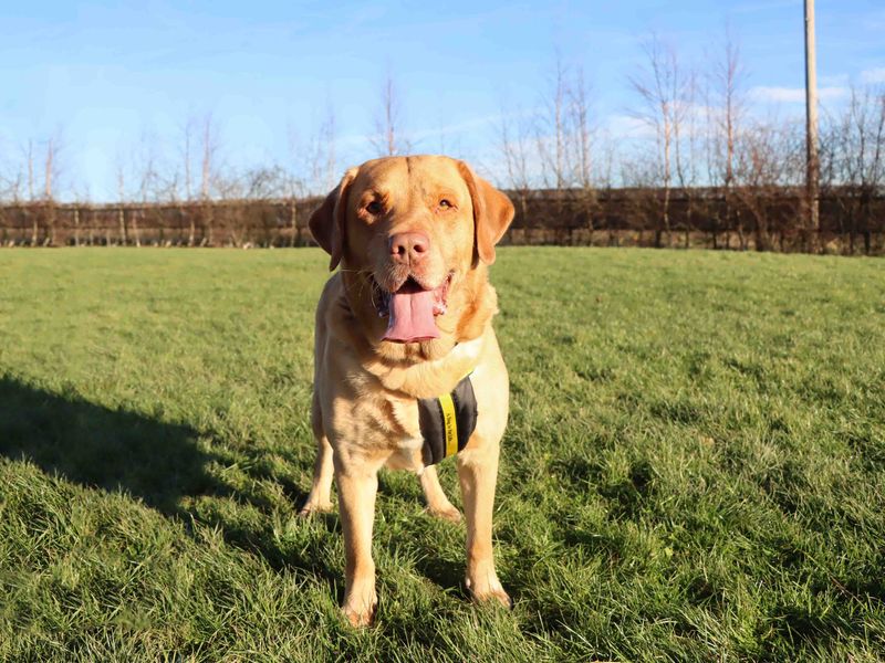 Cooper, a 6 years old male Golden Retriever available for adoption from Dogs Trust in Darlington, County Durham