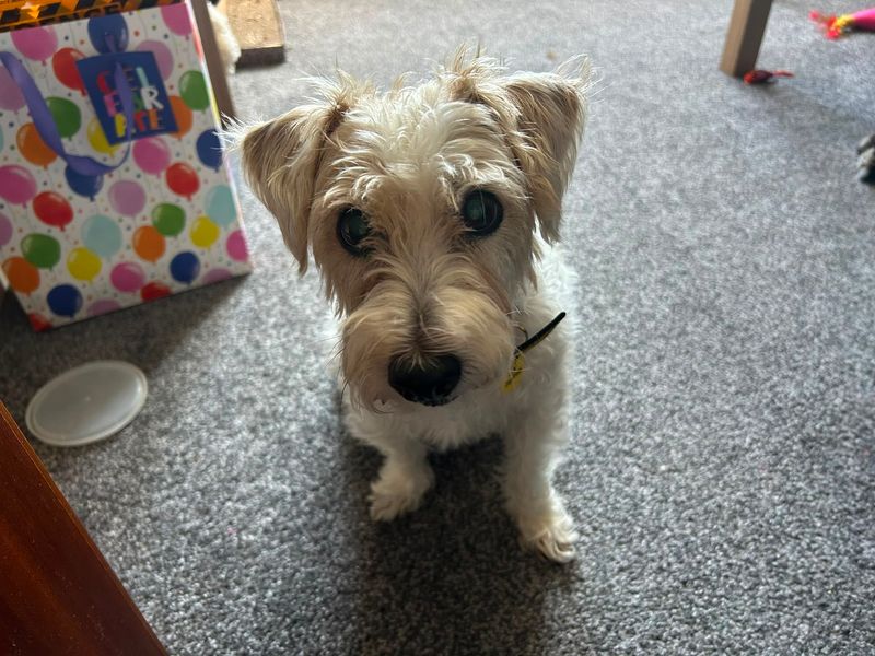 Molly | Terrier (Jack Russell) Cross | Cardiff - 1