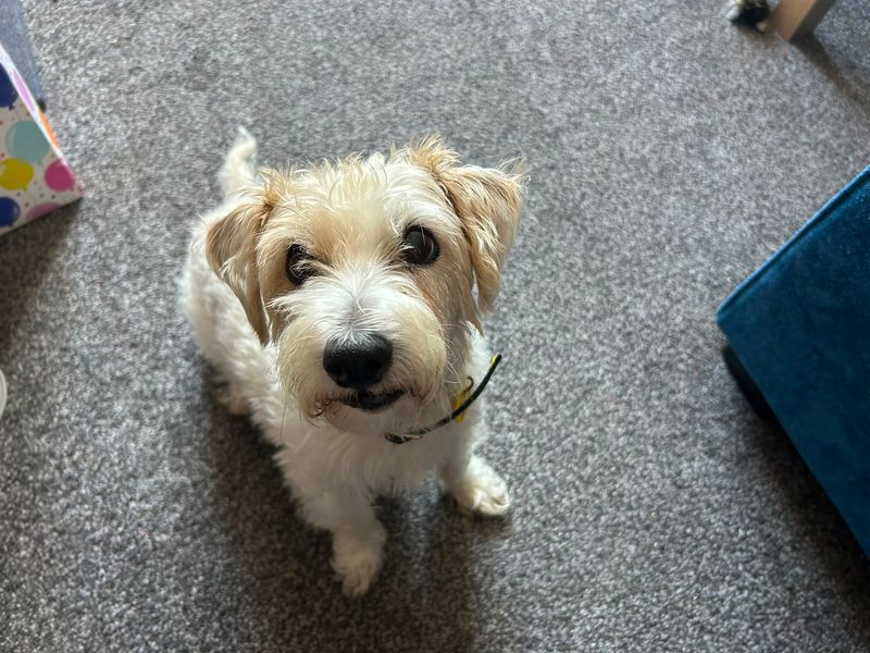 Molly | Terrier (Jack Russell) Cross | Cardiff - 2