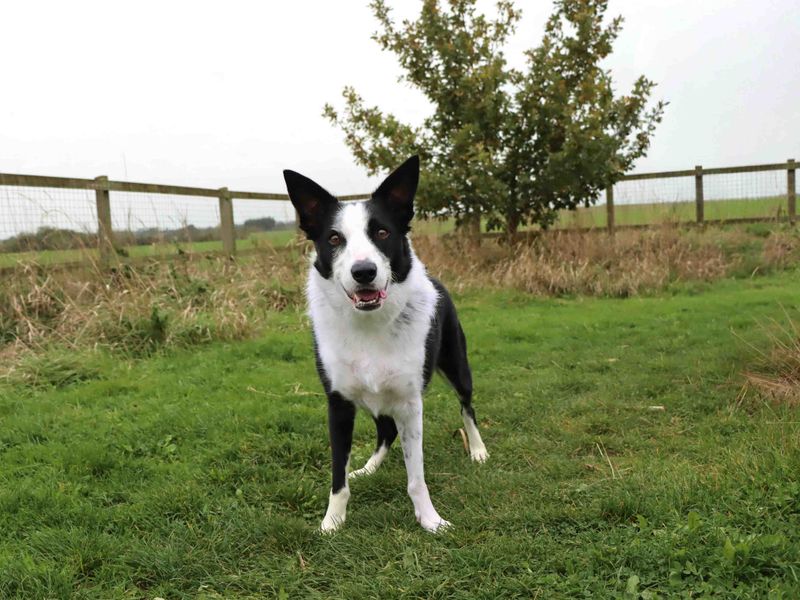 Border Collie for adoption in Sadberge, Co Durham – 4 years old - Image 2 of 3
