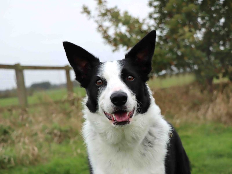 Mika | Collie (Border) | Darlington - 1