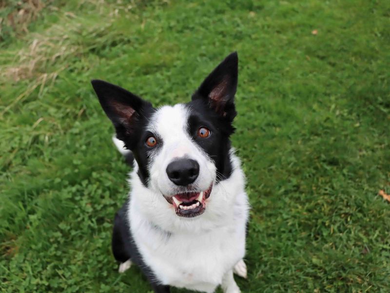 Border Collie for adoption in Sadberge, Co Durham – 4 years old - Image 3 of 3