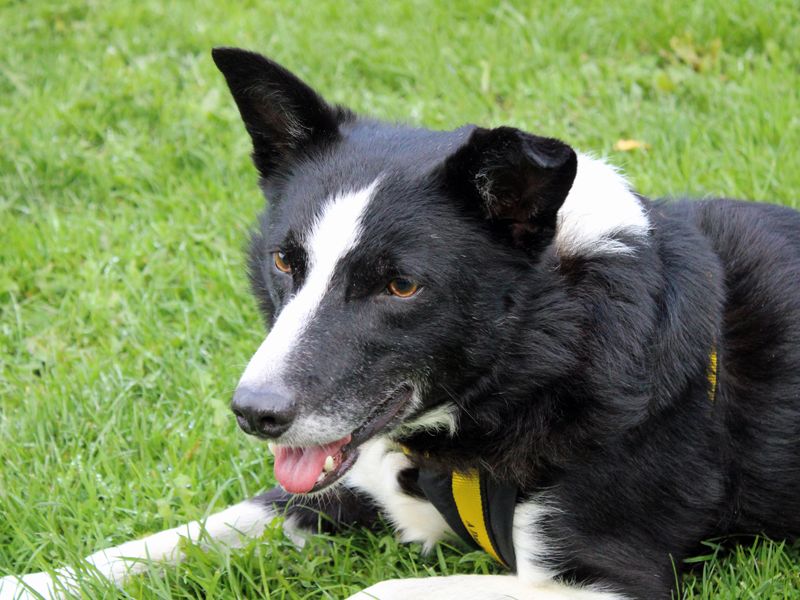 Tivvie | Collie (Border) | Merseyside (Liverpool) - 3