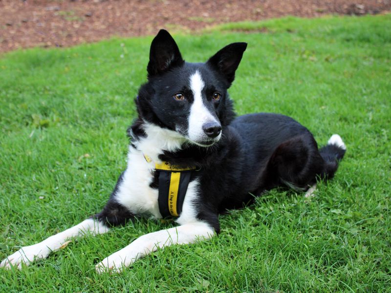 Tivvie | Collie (Border) | Merseyside (Liverpool) - 1
