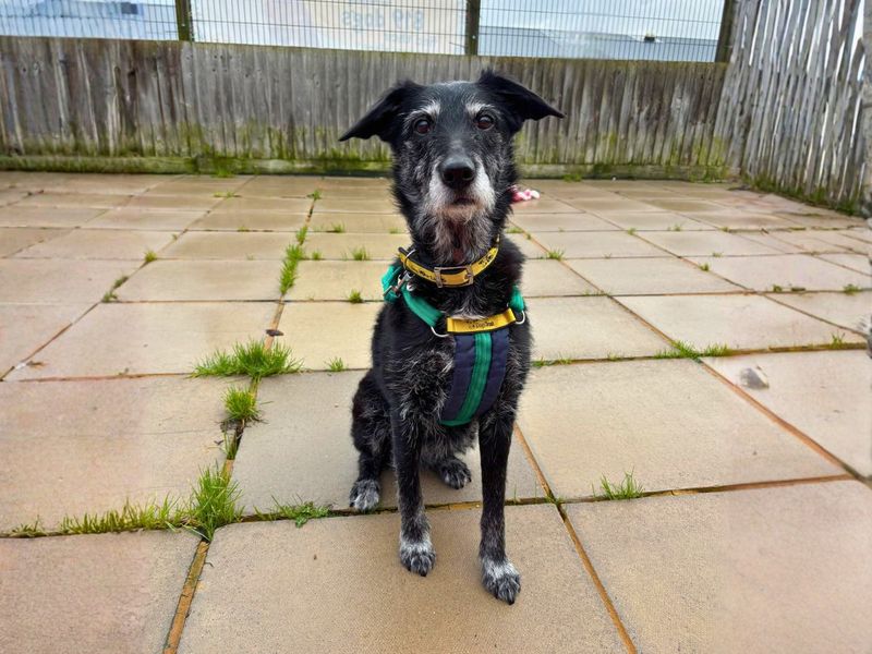 Scamp - Image 4 of 5