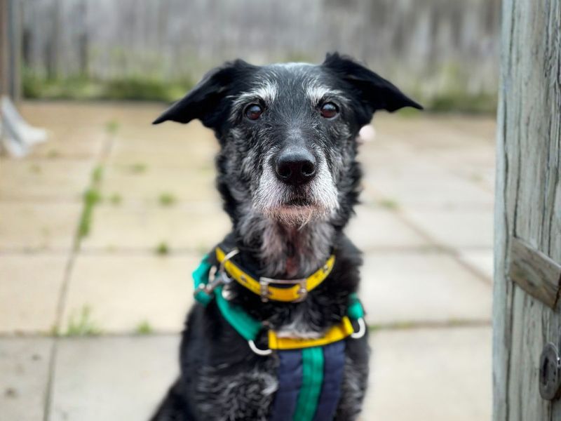Border Collie for adoption in Newton Tony, Wiltshire – 12 years old