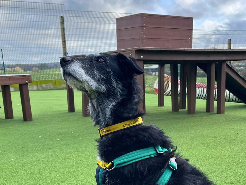 Scamp - Image 3 of 5