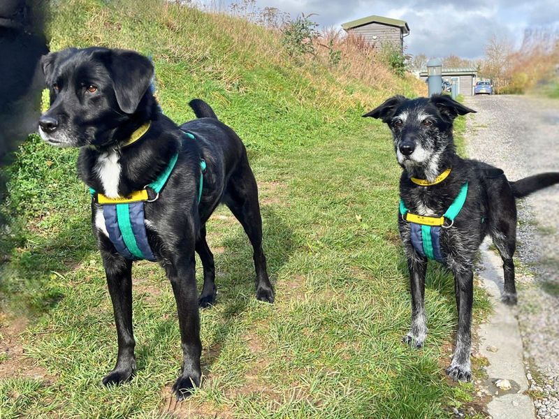 Scamp - Image 2 of 5