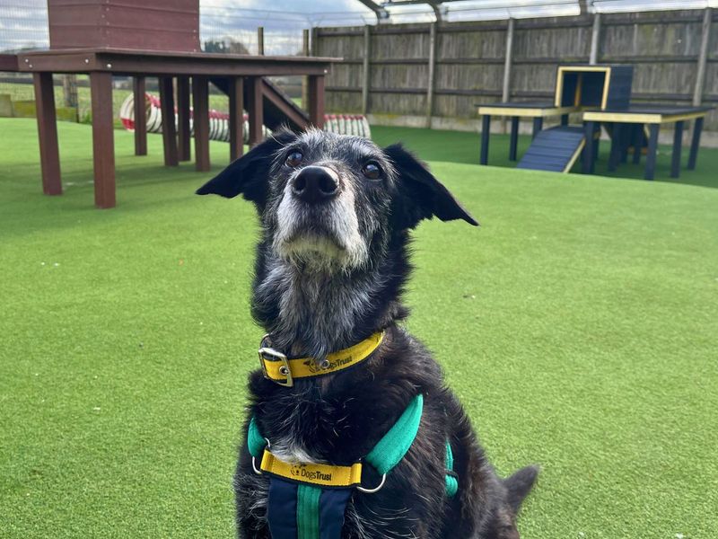 Scamp - Image 5 of 5