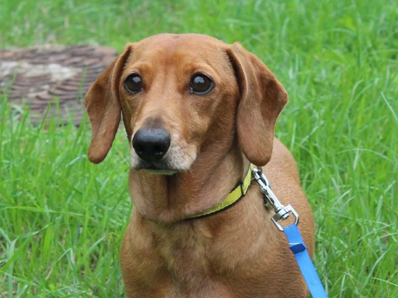 Dachshund Dogs And Puppies For Adoption