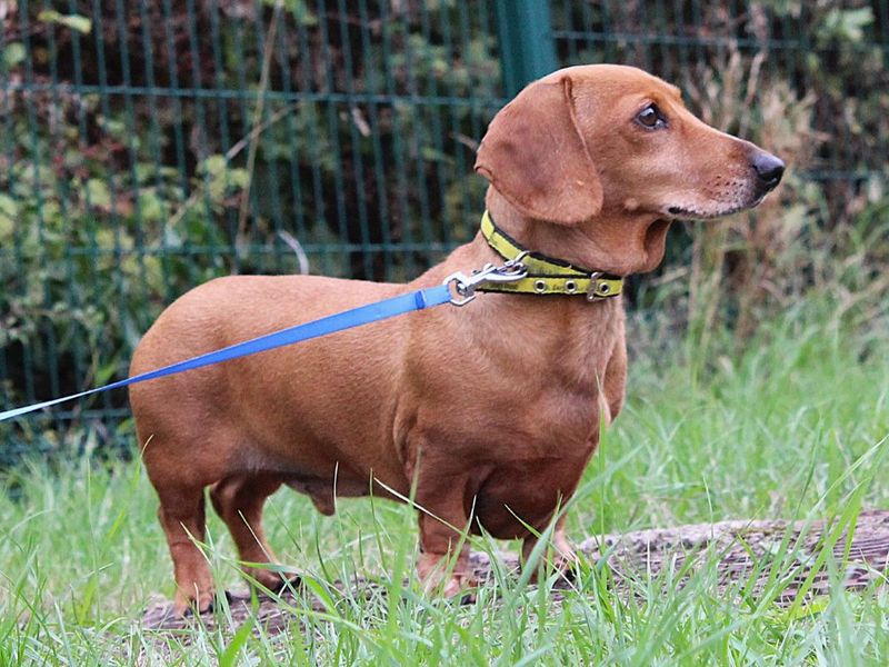 Alfie | Dachshund (Miniature Smooth Haired) | Evesham (Worcestershire) - 6