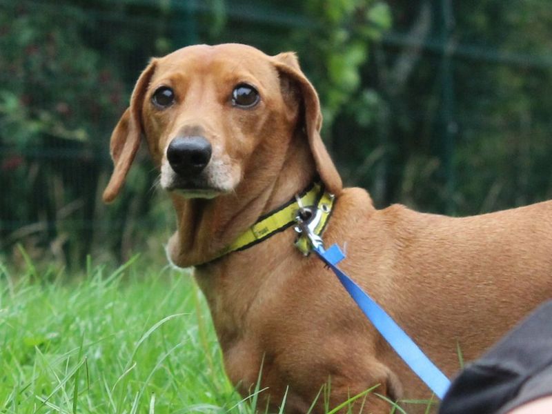 Alfie - Image 4 of 7