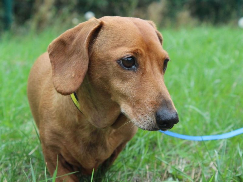 Alfie | Dachshund (Miniature Smooth Haired) | Evesham (Worcestershire) - 5