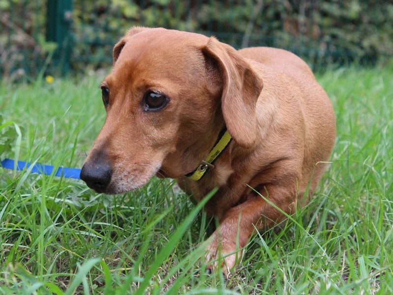 Alfie | Dachshund (Miniature Smooth Haired) | Evesham (Worcestershire) - 7