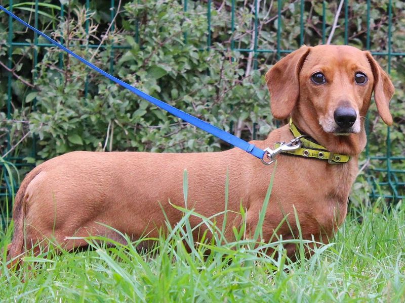 Alfie | Dachshund (Miniature Smooth Haired) | Evesham (Worcestershire) - 3