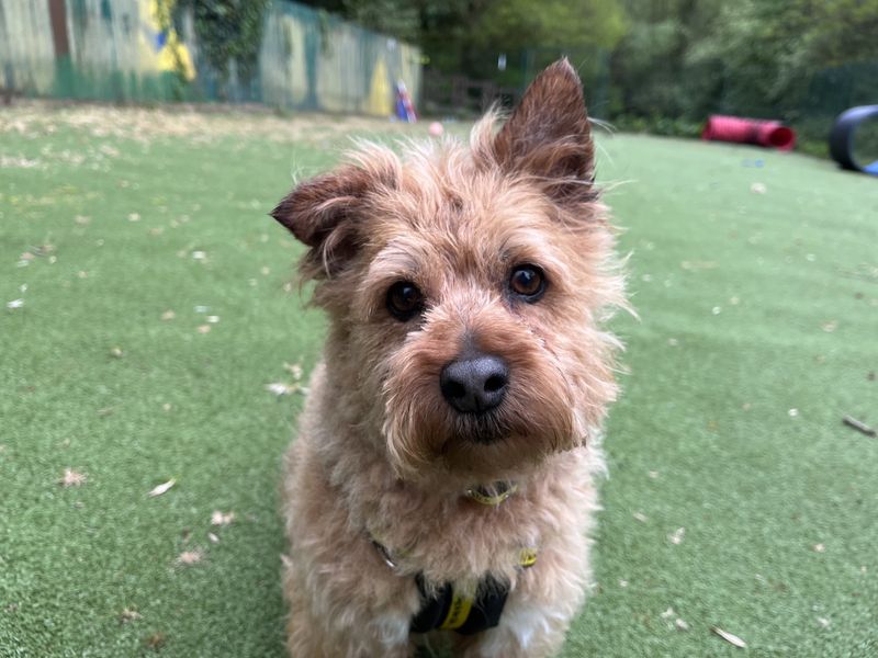 Penny | Crossbreed | Ilfracombe - 1