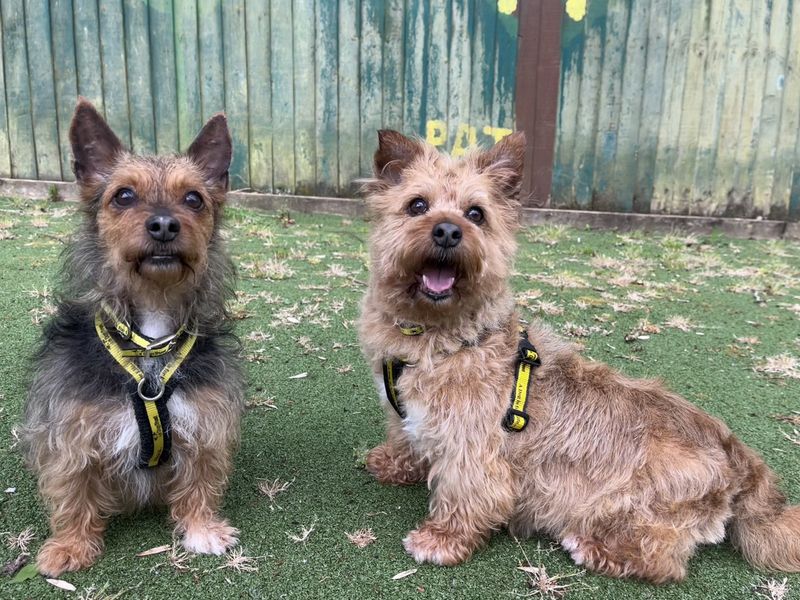 Yorkshire Terrier Dogs And Puppies For Adoption