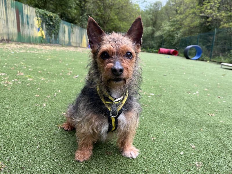 Poppy | Terrier (Yorkshire) Cross | Ilfracombe - 1