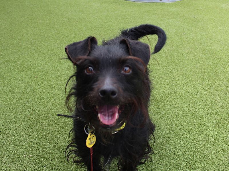 Barney for sale in Evesham, Worcestershire | Image 2