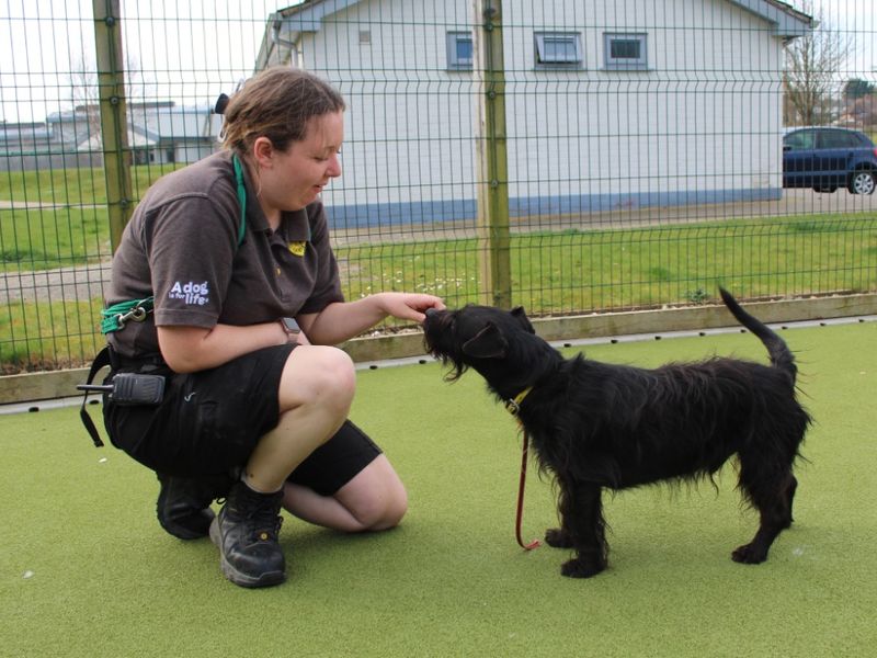 Barney for sale in Evesham, Worcestershire