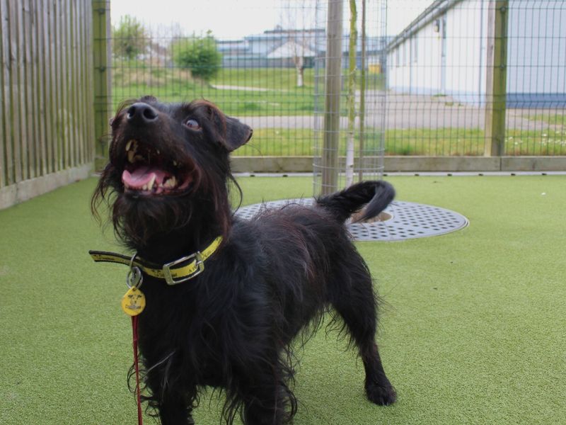 Barney for sale in Evesham, Worcestershire | Image 4