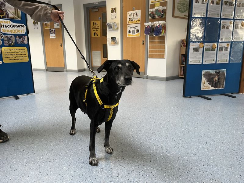 Jenny | Retriever (Labrador) | Loughborough - 1
