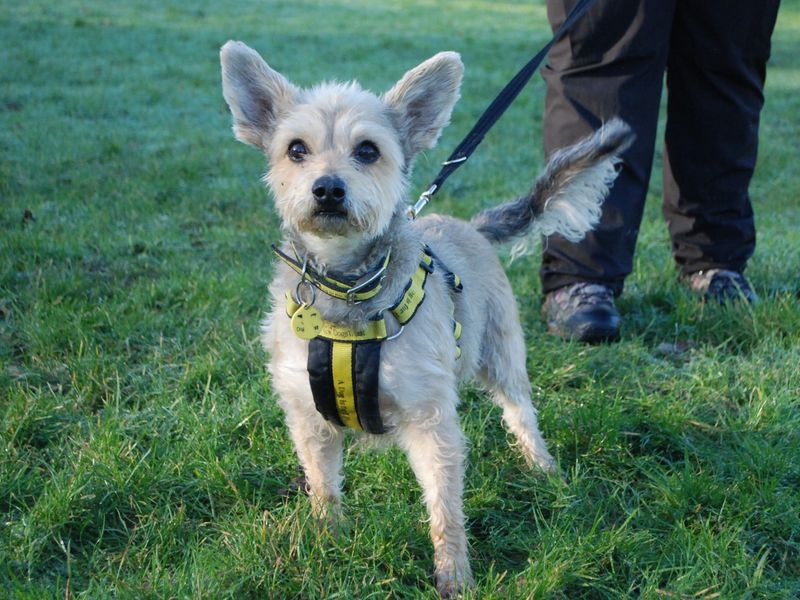 Benji for sale in Newbury, Berks | Image 2