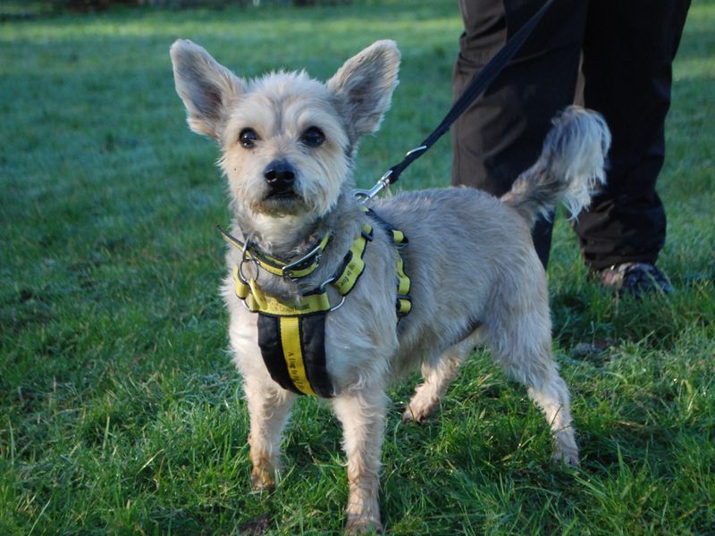 Benji for sale in Newbury, Berks | Image 4