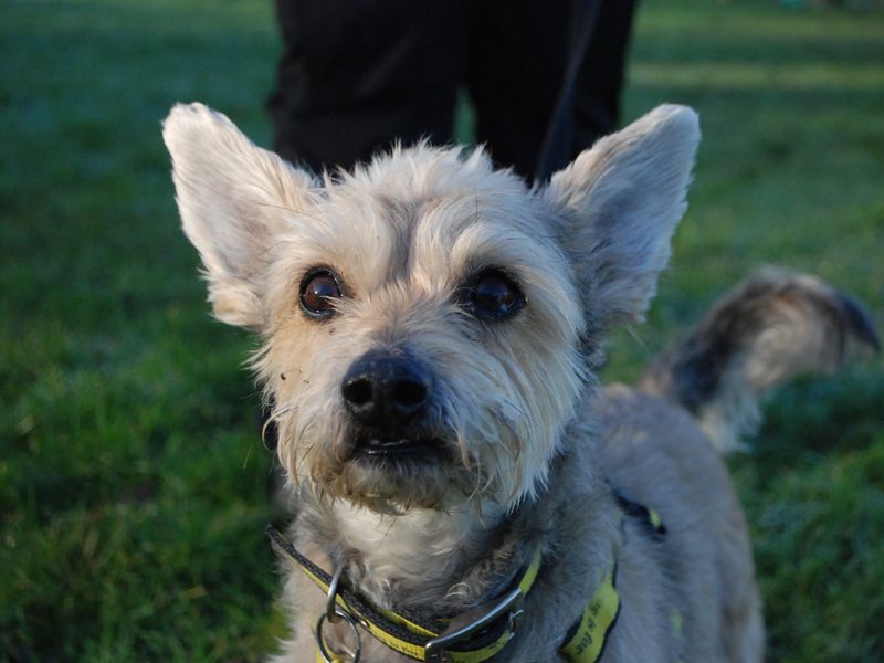 Benji for sale in Newbury, Berks | Image 3