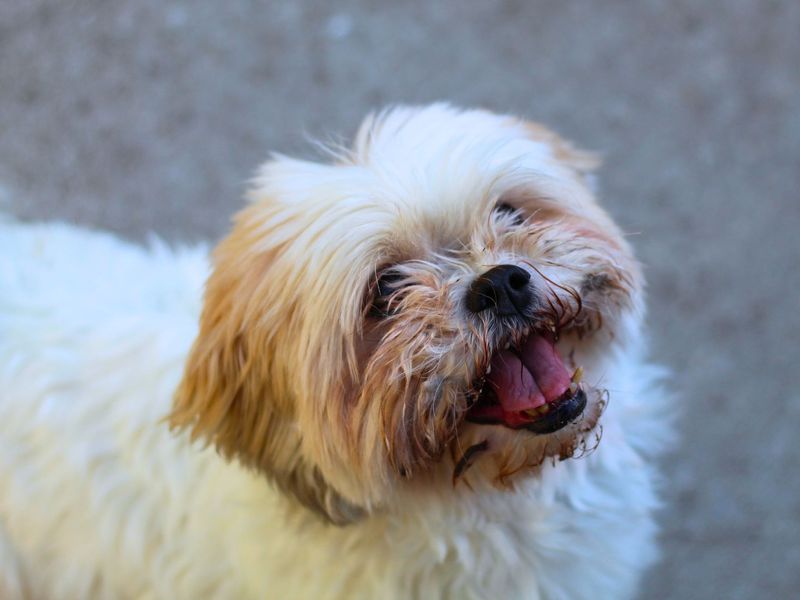 Shih Tzu for adoption in Manchester, Greater Manchester – 8 years old - Image 2 of 2