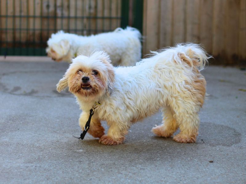 Rosie for sale in Manchester, Greater Manchester