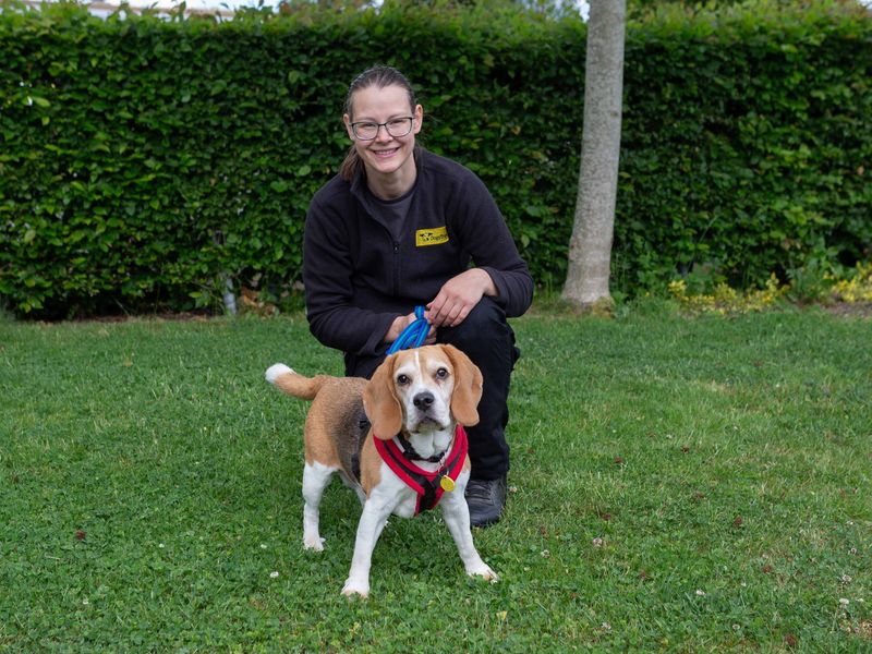 Pudding | Beagle | Loughborough - 1