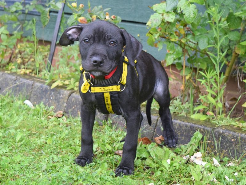 Staffordshire Bull Terrier for adoption in Uxbridge, London – 1 year old