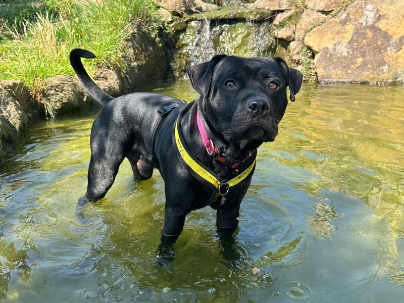 Roly | Terrier (Staffordshire Bull) Cross | Basildon (Essex) - 1