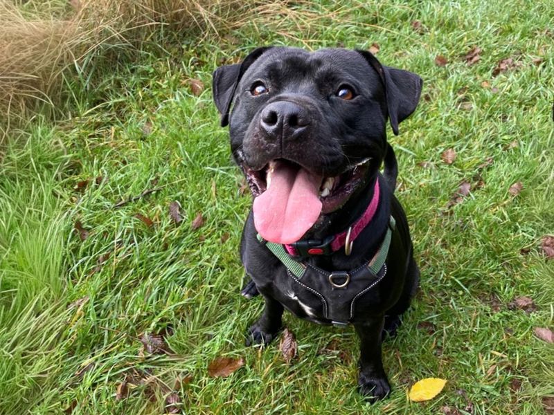 Roly | Terrier (Staffordshire Bull) Cross | Basildon (Essex) - 1