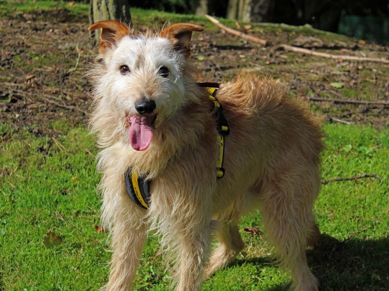 Teddy | Lurcher Cross | Merseyside (Liverpool) - 1