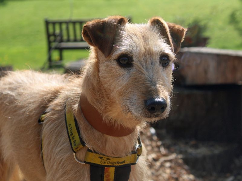 Rossi | Lurcher | Merseyside (Liverpool) - 1