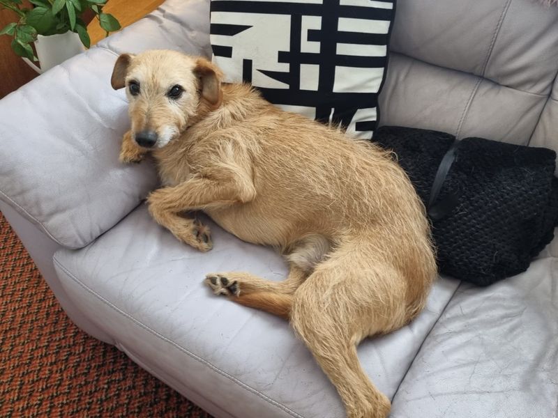 Rossi | Lurcher | Merseyside (Liverpool) - 1