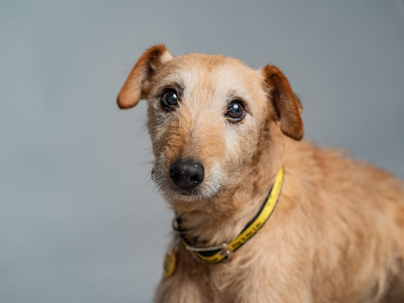 Rossi | Crossbreed | Merseyside (Liverpool) - 1
