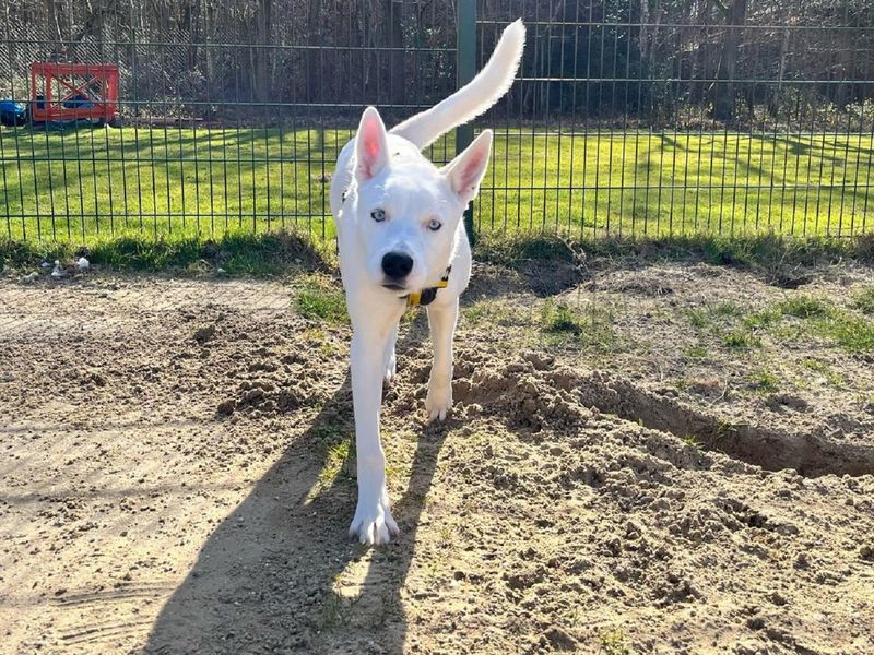 Siberian Husky for adoption in Chestfield, Kent – 1 year old - Image 4 of 4