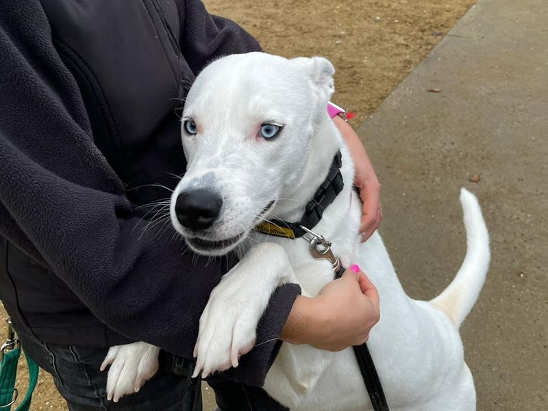 Staffordshire Bull Terrier for adoption in Chestfield, Kent – 1 year old