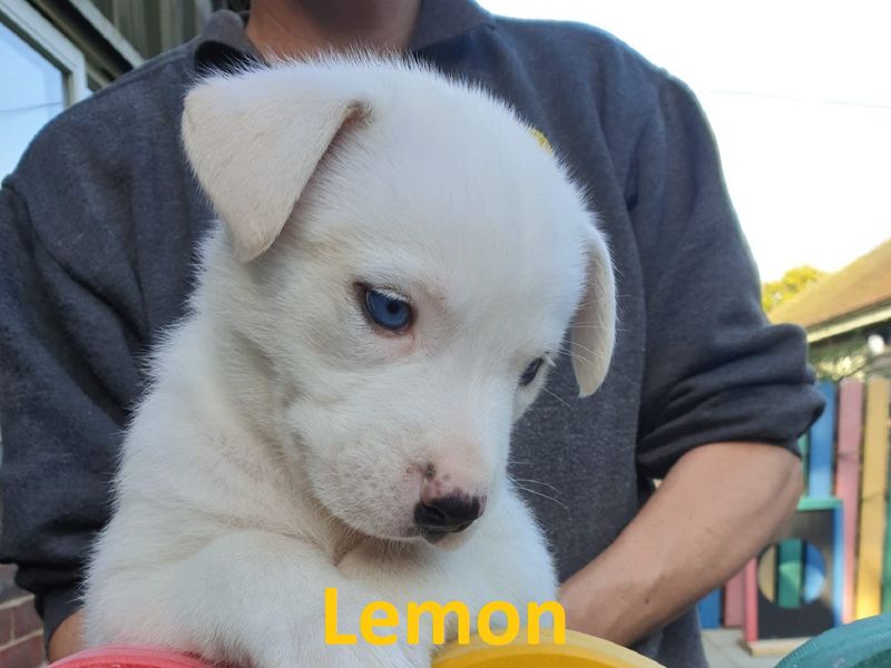 Staffordshire Bull Terrier for adoption in Chestfield, Kent – 1 year old - Image 6 of 7