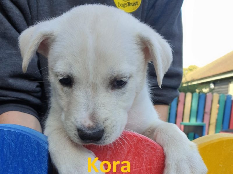 Staffordshire Bull Terrier for adoption in Chestfield, Kent – 1 year old - Image 7 of 7