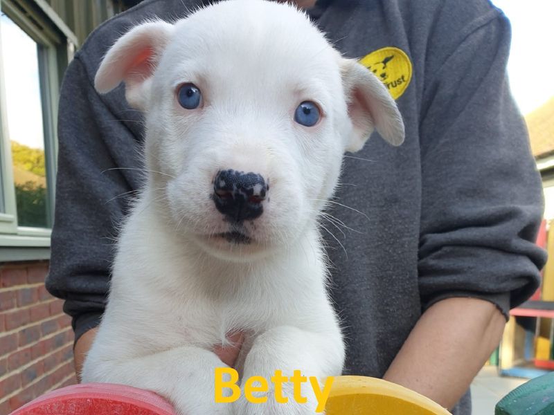 Staffordshire Bull Terrier for adoption in Chestfield, Kent – 1 year old - Image 4 of 7