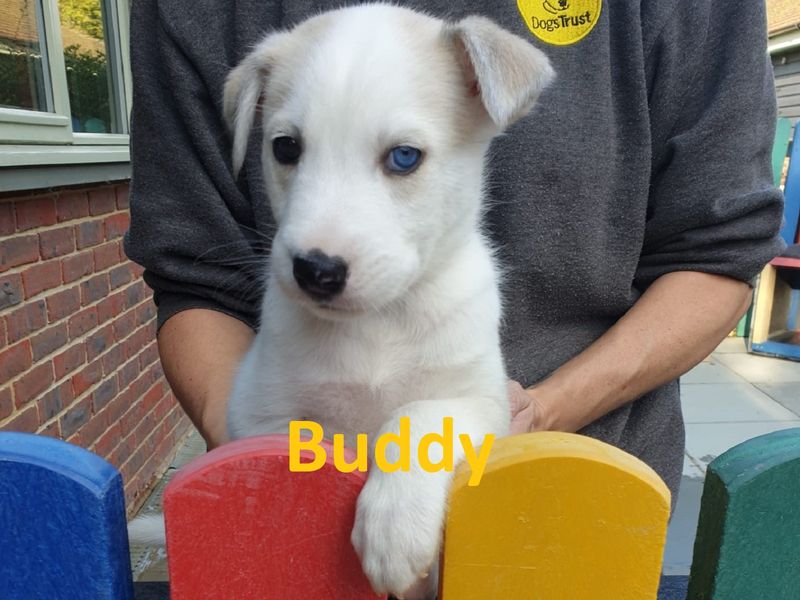 Staffordshire Bull Terrier for adoption in Chestfield, Kent – 1 year old - Image 2 of 7