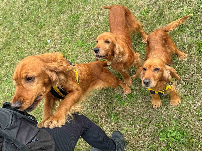 Rosie - Image 6 of 9