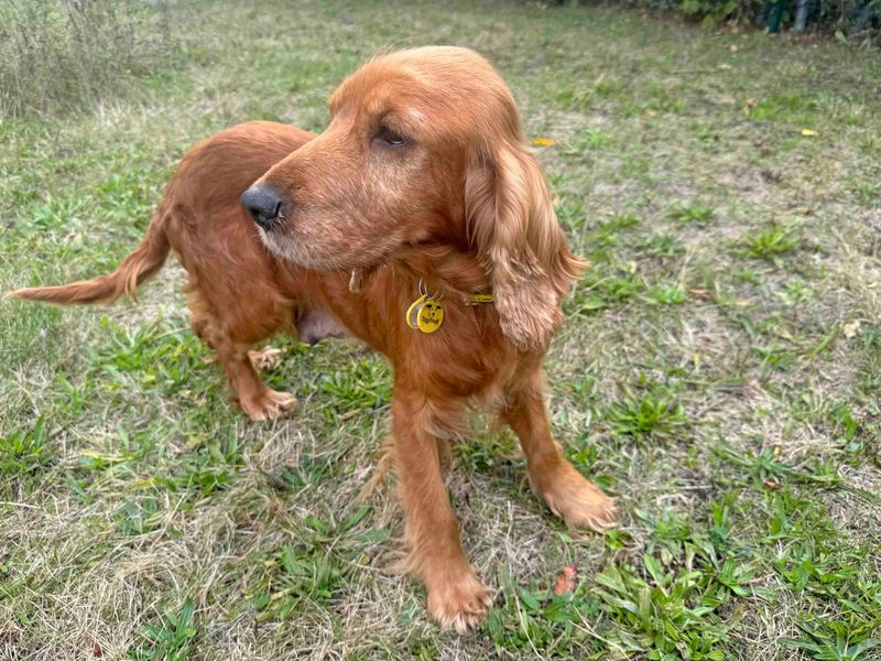 Rosie - Image 9 of 9