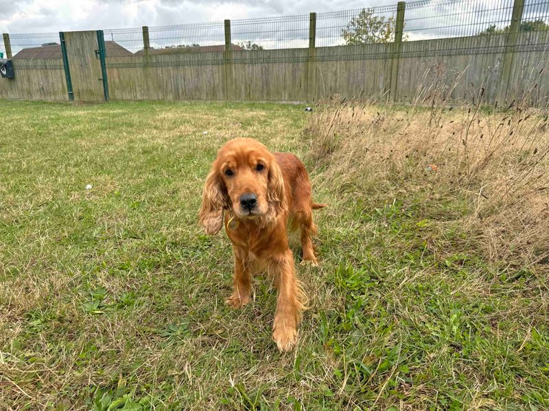 Rosie - Image 7 of 9